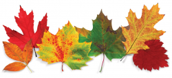 Fall Leaves Images | Free download best Fall Leaves Images ...