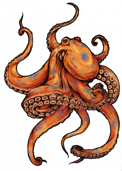 28+ Collection of Orange Octopus Drawing | High quality, free ...