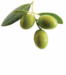 Mediterranean cuisine Kalamata olive Olive oil Greek cuisine - Olive ...