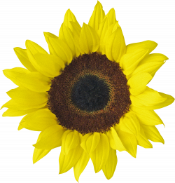 Download Desktop Wallpaper Clip art - sunflower oil 1500*1570 ...