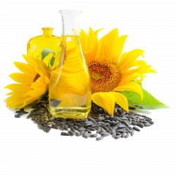 Sunflower seed and oil png photo