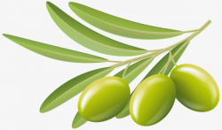 Green Olives, Green, Olives, Olive Branch PNG Image and Clipart for ...