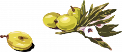 Clipart - olives