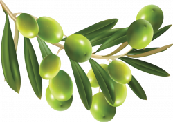 Olives PNG Clipart | Web Icons PNG