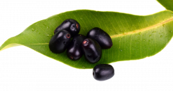 Download Jamun Java Plum Transparent Background HQ PNG Image ...