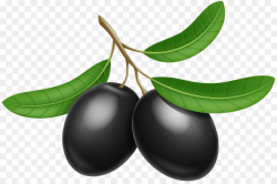 Plant Leaf png download - 8000*5282 - Free Transparent Olive ...