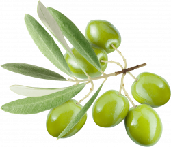 Green Olives On Branch transparent PNG - StickPNG