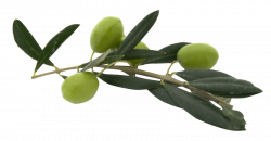 olive with leaves png - Free PNG Images | TOPpng