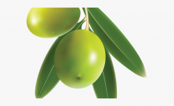 Olive Clipart - Green Mango With Leaf #1042916 - Free ...