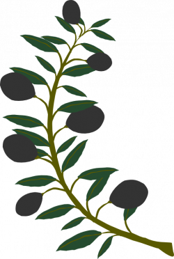 Collection of 25+ Olive Tree Clipart