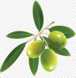 Olive Leaf clipart - Food, transparent clip art