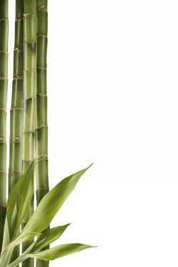 Bamboo Left Side transparent PNG - StickPNG