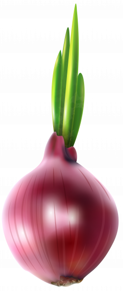 Red Onion Free PNG Clip Art Image | Gallery Yopriceville - High ...