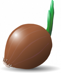 Onion Clipart | i2Clipart - Royalty Free Public Domain Clipart