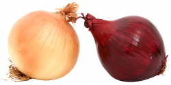 Fresh Onions PNG Image - PurePNG | Free transparent CC0 PNG Image ...