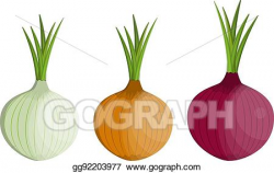 Vector Illustration - Set fresh vegetable onion isolated ...