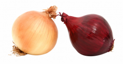 Fresh Onions Png Image - Onion, Transparent Png Download For ...