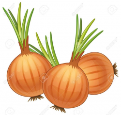 Clipart resolution 800*761 - onions cartoon clipart French ...