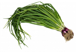 Scallion Spring Onion PNG Image - PurePNG | Free transparent CC0 PNG ...