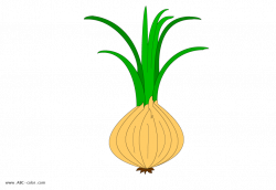 onion raster picture
