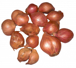 Onion PNG Images - PngPix
