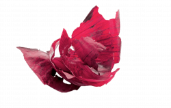Red Onion Peels transparent PNG - StickPNG