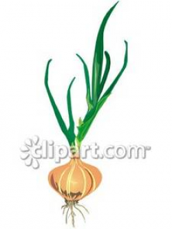 An Onion Plant Royalty Free Clipart Picture