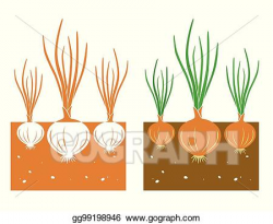 Vector Stock - Onion plant. Clipart Illustration gg99198946 ...