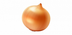 Single Onion Free Png Image - Yellow Onion Free PNG Images ...