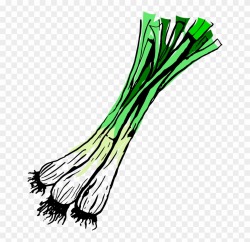 Spring Onions - Illustration Clipart (#1814646) - PinClipart