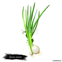 Digital art Green onion, Scallion, spring onion, salad onion ...