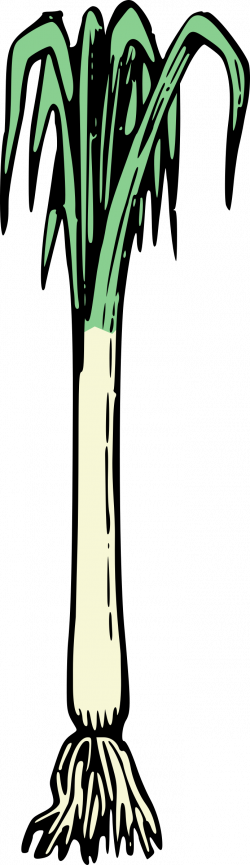 Clipart - Simple Spring Onion