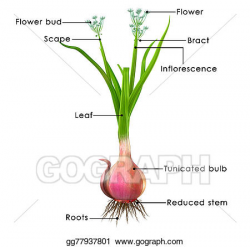Stock Illustration - Allium cepa (onion tree). Clipart ...