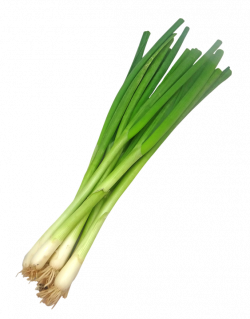 spring onion / ต้นหอม | Vegetable | Pinterest | Onions