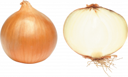 onion png - Free PNG Images | TOPpng