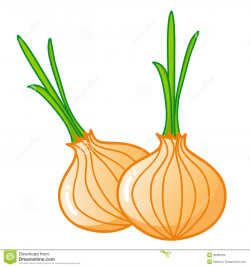 Download Yellow Onions Clipart | Clipart Panda - Free ...