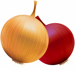 Onion and Red Onion PNG Clipart - Best WEB Clipart