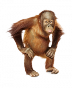 Orangutan PNG images free download
