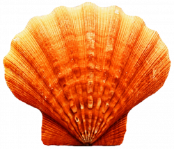 Dark Orange Scallop Seashell by jeanicebartzen27 on DeviantArt