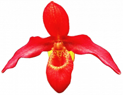 Orange Slipper Orchid by jeanicebartzen27 on DeviantArt