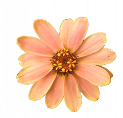 Flower Transparent PNG Pictures - Free Icons and PNG Backgrounds