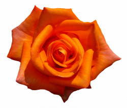 Orange Rose Flower Top View PNG Image - PurePNG | Free transparent ...