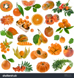 Orange berries clipart 20 free Cliparts | Download images on ...
