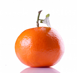 Free Clipart | Fruits PNG | Oranges PNG Clipart