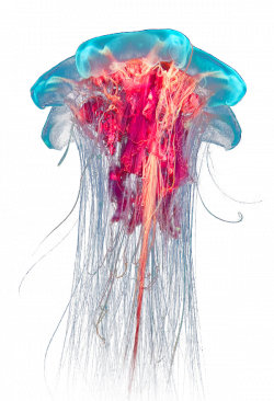 ForgetMeNot: jelly fish