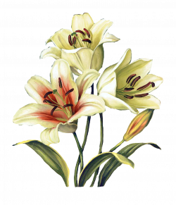 decoupage flower, flower painting, flower painting png, flower ...