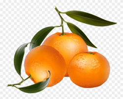 Clip Art Of Citrus Fruit - Free Clip Art Oranges - Png ...