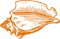 Conch Seashell Drawing Clip art - Orange conch 1920*1252 transprent ...