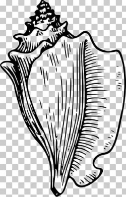 Conch Seashell Drawing PNG, Clipart, Animal, Art, Clip Art ...
