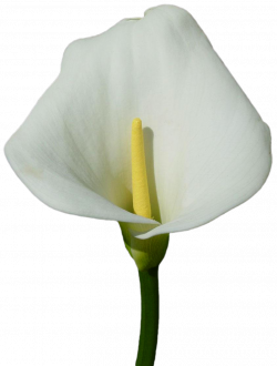 Large Calla Lily PNG Clipart | Gallery Yopriceville - High-Quality ...